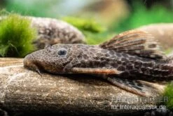 Leopard-Kaktuswels, L 114, LDA 7, L427 Pseudacanthicus Cf. Leopardus -EHEIM || sera || AQUATLANTIS Verkaufsgeschäft L 427 Pseudacanthicus cf leopardus 11