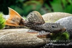 Leopard-Kaktuswels, L 114, LDA 7, L427 Pseudacanthicus Cf. Leopardus -EHEIM || sera || AQUATLANTIS Verkaufsgeschäft L 427 Pseudacanthicus cf leopardus 13