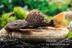 Leopard-Kaktuswels, L 114, LDA 7, L427 Pseudacanthicus Cf. Leopardus