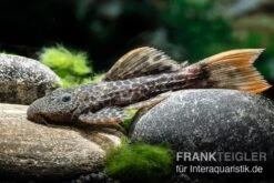 Leopard-Kaktuswels, L 114, LDA 7, L427 Pseudacanthicus Cf. Leopardus -EHEIM || sera || AQUATLANTIS Verkaufsgeschäft L 427 Pseudacanthicus cf leopardus 6