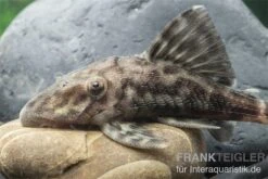 Weißschwanz-Panaque, L90, Panaque Sp. -EHEIM || sera || AQUATLANTIS Verkaufsgeschäft L 90 Panaque spec