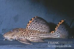 Wels L91 Orangesaum-Rüsselzahnwels, Leporacanthicus Triactis 5 Wels L91 Orangesaum-Rüsselzahnwels, Leporacanthicus Triactis -EHEIM || sera || AQUATLANTIS Verkaufsgeschäft L 91 Leporacanthicus triactis