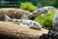 LDA 25 Pitbull Pleco, Parotocinclus Jumbo -EHEIM || sera || AQUATLANTIS Verkaufsgeschäft LDA 25 Pitbull Pleco Parotocinclus jumbo 3