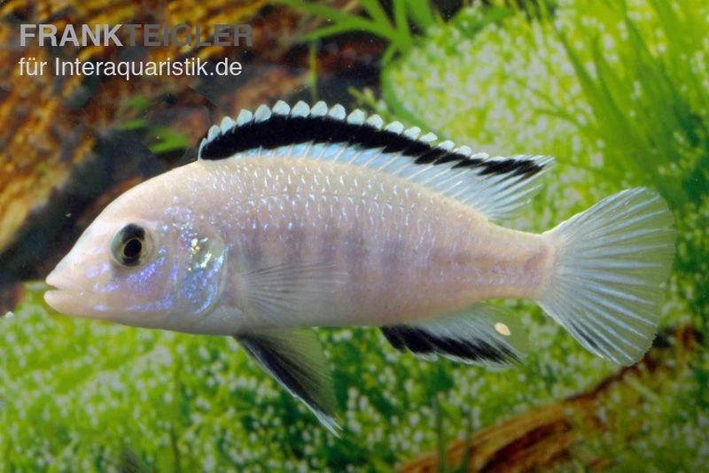 Weißer Labidochromis, Labidochromis Caeruleus White 1 Weißer Labidochromis, Labidochromis Caeruleus White