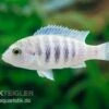 Labidochromis Spec. CHISUMULAE MBWECA THUMBI, DNZ