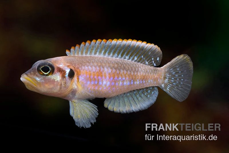 Schneckenbuntbarsch Silver Tip, Lamprologus Ocellatus Silver Tip, DNZ 1 Schneckenbuntbarsch Silver Tip, Lamprologus Ocellatus Silver Tip, DNZ
