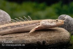 Lapradei-Flösselhecht, Polypterus Lapradei, 20-30 Cm