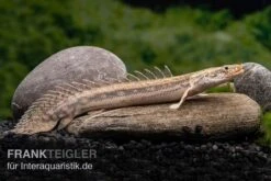 Lapradei-Flösselhecht, Polypterus Lapradei, 20-30 Cm -EHEIM || sera || AQUATLANTIS Verkaufsgeschäft Lapradei Floesselhecht Polypterus lapradei 3