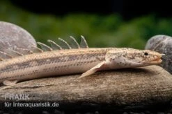 Lapradei-Flösselhecht, Polypterus Lapradei, 20-30 Cm -EHEIM || sera || AQUATLANTIS Verkaufsgeschäft Lapradei Floesselhecht Polypterus lapradei 4