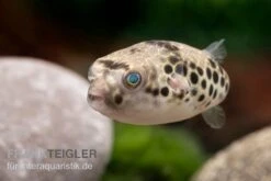 Leopardkugelfisch, Tetraodon Schoutedeni -EHEIM || sera || AQUATLANTIS Verkaufsgeschäft Leopardkugelfisch Tetraodon schoutedeni 2