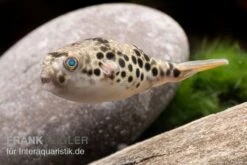 Leopardkugelfisch, Tetraodon Schoutedeni -EHEIM || sera || AQUATLANTIS Verkaufsgeschäft Leopardkugelfisch Tetraodon schoutedeni 3
