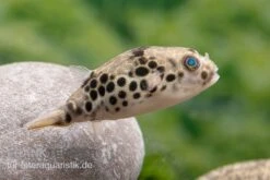 Leopardkugelfisch, Tetraodon Schoutedeni -EHEIM || sera || AQUATLANTIS Verkaufsgeschäft Leopardkugelfisch Tetraodon schoutedeni 4