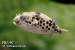 Leopardkugelfisch, Tetraodon Schoutedeni -EHEIM || sera || AQUATLANTIS Verkaufsgeschäft Leopardkugelfisch Tetraodon schoutedeni 6