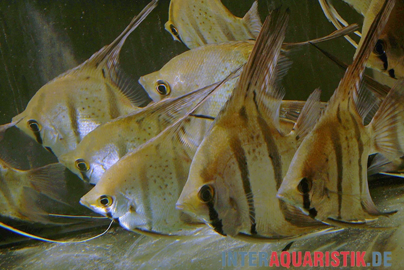 Leopoldi-Peru-Skalar, Pterophyllum Wild „Leopoldi Peru Spotted“ 1 Leopoldi-Peru-Skalar, Pterophyllum Wild „Leopoldi Peru Spotted“