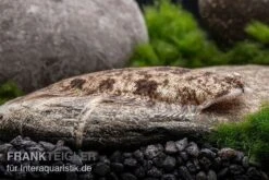 Leucorhynchos-Plattfisch, Süßwasserflunder, Achiroides Leucorhynchos -EHEIM || sera || AQUATLANTIS Verkaufsgeschäft Leucorhynchos Plattfisch Achiroides leucorhynchos 2