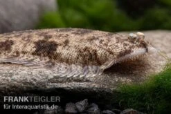 Leucorhynchos-Plattfisch, Süßwasserflunder, Achiroides Leucorhynchos -EHEIM || sera || AQUATLANTIS Verkaufsgeschäft Leucorhynchos Plattfisch Suesswasserflunder Achiroides leucorhynchos 1 2