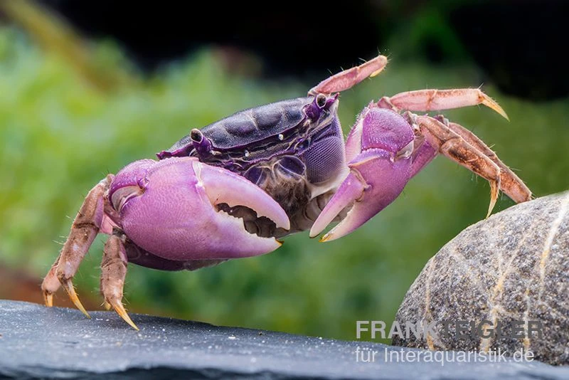 Lila Spider Crab, Neosarmatium Sp. Purple 5 Lila Spider Crab, Neosarmatium Sp. Purple – Bild 5