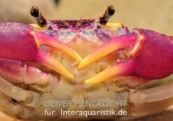 Lila Süßwasserkrabbe, Globithelphusa "indian Lilac" -EHEIM || sera || AQUATLANTIS Verkaufsgeschäft Lila Suesswasserkrabbe Globithelphusa indian lilac 1