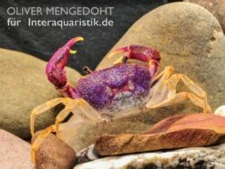 Lila Süßwasserkrabbe, Globithelphusa "indian Lilac" -EHEIM || sera || AQUATLANTIS Verkaufsgeschäft Lila Suesswasserkrabbe Globithelphusa indian lilac 3