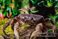 Lila Weihnachtsinselkrabbe, Gecarcoidea Humei, Klein -EHEIM || sera || AQUATLANTIS Verkaufsgeschäft Lila Weihnachtsinselkrabbe Gecarcoidea humei 1 1