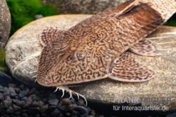 Marmor-Flunderharnischwels, Pseudohemiodon Apithanos Sp. Colombia -EHEIM || sera || AQUATLANTIS Verkaufsgeschäft Marmor Flunderharnischwels Pseudohemiodon apithanos sp Colombia 3