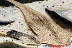 Marmor-Flunderharnischwels, Pseudohemiodon Apithanos Sp. Colombia -EHEIM || sera || AQUATLANTIS Verkaufsgeschäft Marmor Flunderharnischwels Pseudohemiodon apithanos sp Colombia neu 1