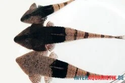 Marmor-Flunderharnischwels, Pseudohemiodon Apithanos Sp. Colombia -EHEIM || sera || AQUATLANTIS Verkaufsgeschäft Marmor Flunderharnischwels Pseudohemiodon apithanos sp Colombia neu 2