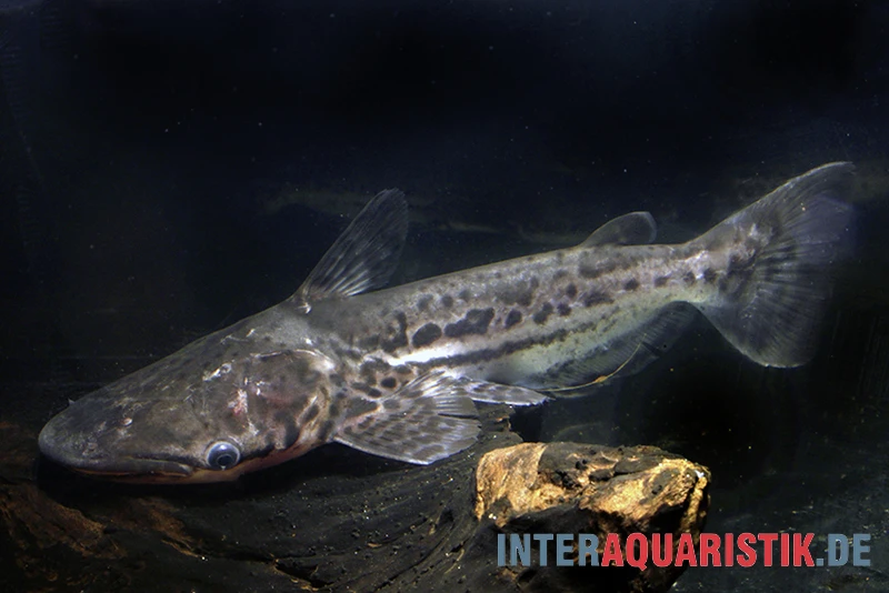 Marmorierter Delfinwels, Ageneiosus Marmoratus 2 Marmorierter Delfinwels, Ageneiosus Marmoratus – Bild 2