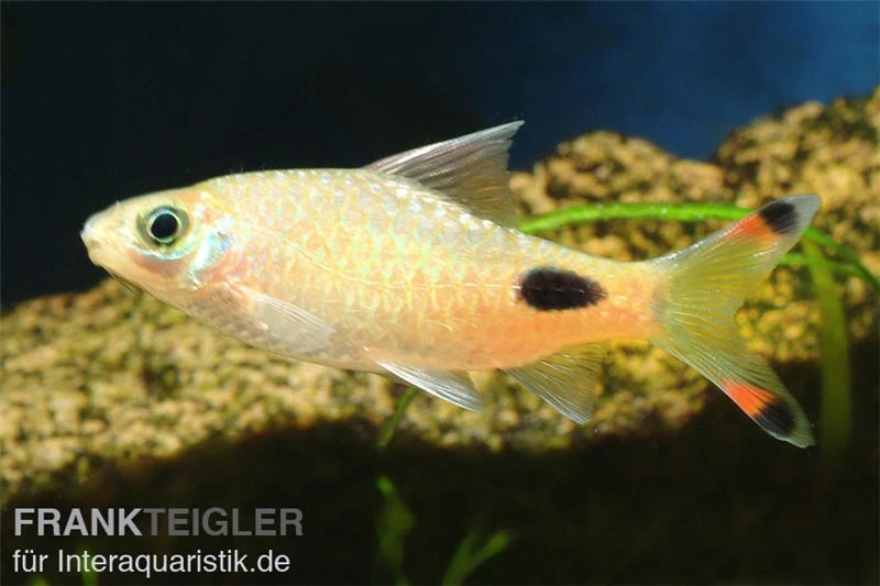 Maskarabarbe, Dawkinsia Assimilis 1 Maskarabarbe, Dawkinsia Assimilis