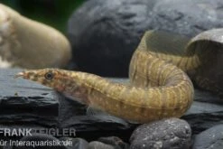 Zebrastachelaal, Mastacembelus Zebrinus