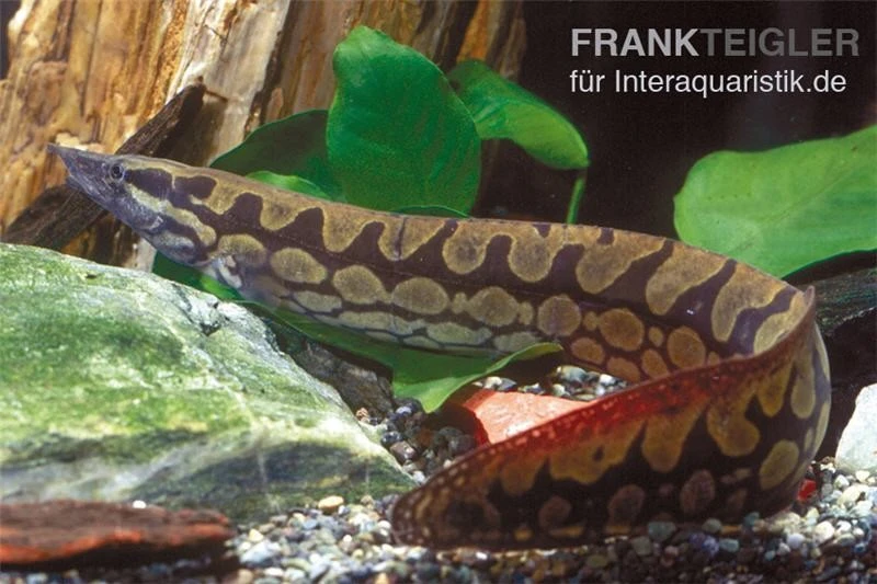 Marmorstachelaal, Mastacembelus Armatus 1 Marmorstachelaal, Mastacembelus Armatus