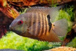 Maulbrütender Augenfleckbuntbarsch, Heros Liberifer, DNZ