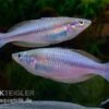 Mayland`s Regenbogenfisch, Melanotaenia Maylandi, 5 Tiere