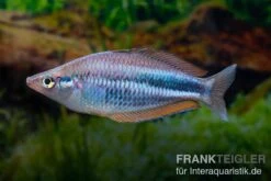 Dansari-River-Regenbogenfisch, Melanotaenia Affinis "Dansari River", 5 Tiere -EHEIM || sera || AQUATLANTIS Verkaufsgeschäft Melanotaenia affinis Dansari River 12