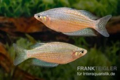 Rawa-Biru-Regenbogenfisch, Melanotaenia Cf. Splendida Rubrostriata "Rawa Biru" , 5 Tiere -EHEIM || sera || AQUATLANTIS Verkaufsgeschäft Melanotaenia cf splendida rubrostriata Rawa Biru 17