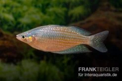 Rawa-Biru-Regenbogenfisch, Melanotaenia Cf. Splendida Rubrostriata "Rawa Biru" , 5 Tiere -EHEIM || sera || AQUATLANTIS Verkaufsgeschäft Melanotaenia cf splendida rubrostriata Rawa Biru 19