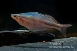 Goldie-Fluss-Regenbogenfisch, Melanotaenia Goldiei, 5 Tiere -EHEIM || sera || AQUATLANTIS Verkaufsgeschäft Melanotaenia goldiei 22