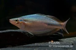 Goldie-Fluss-Regenbogenfisch, Melanotaenia Goldiei, 5 Tiere -EHEIM || sera || AQUATLANTIS Verkaufsgeschäft Melanotaenia goldiei 23