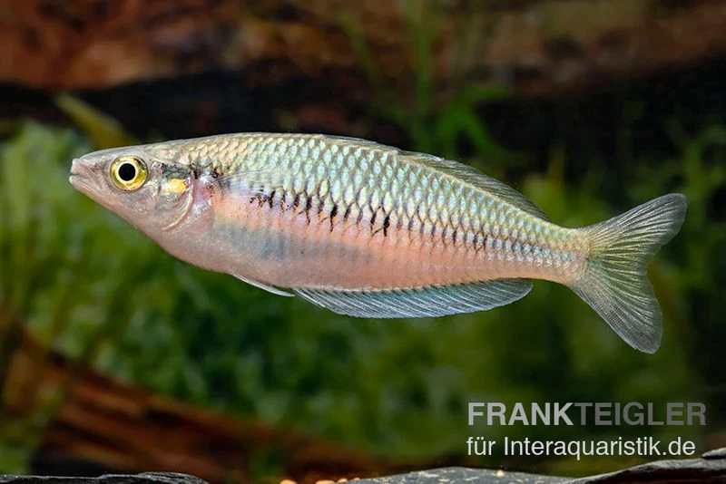 Sikuensis-Regenbogenfisch, Melanotaenia Sikuensis, 5 Tiere 2 Sikuensis-Regenbogenfisch, Melanotaenia Sikuensis, 5 Tiere – Bild 2
