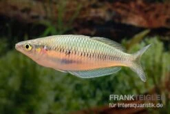 Sikuensis-Regenbogenfisch, Melanotaenia Sikuensis, 5 Tiere 5 Sikuensis-Regenbogenfisch, Melanotaenia Sikuensis, 5 Tiere -EHEIM || sera || AQUATLANTIS Verkaufsgeschäft Melanotaenia sp Isim 23