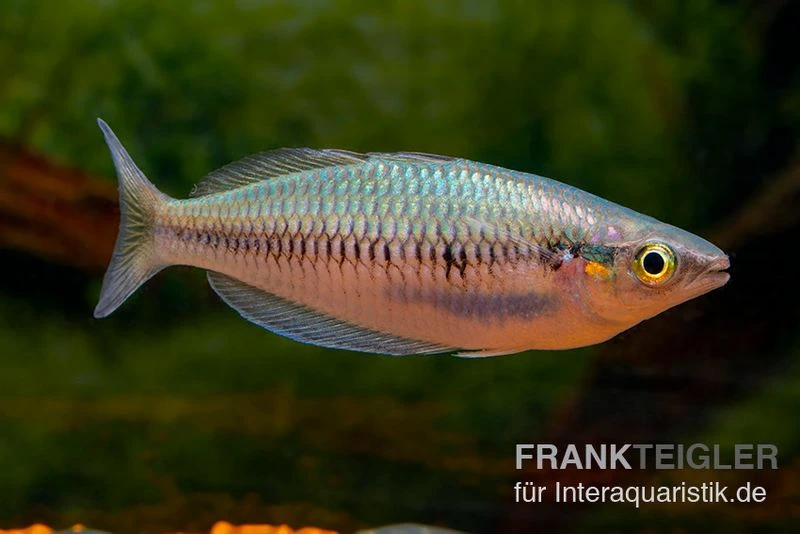 Sikuensis-Regenbogenfisch, Melanotaenia Sikuensis, 5 Tiere 1 Sikuensis-Regenbogenfisch, Melanotaenia Sikuensis, 5 Tiere