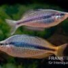 Coen-River-Regenbogenfisch, Melanotaenia Trifasciata "Coen River" 5 Tiere