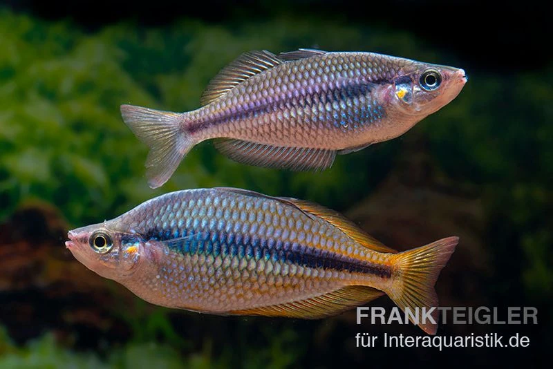 Coen-River-Regenbogenfisch, Melanotaenia Trifasciata "Coen River" 5 Tiere 1 Coen-River-Regenbogenfisch, Melanotaenia Trifasciata "Coen River" 5 Tiere