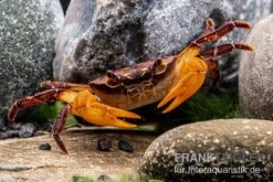 Melonenkrabbe, Thaksinthelphusa Yongchindaratae 9 Melonenkrabbe, Thaksinthelphusa Yongchindaratae -EHEIM || sera || AQUATLANTIS Verkaufsgeschäft Melonenkrabbe Thaksinthelphusa yongchindaratae 3