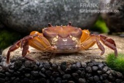 Melonenkrabbe, Thaksinthelphusa Yongchindaratae 12 Melonenkrabbe, Thaksinthelphusa Yongchindaratae -EHEIM || sera || AQUATLANTIS Verkaufsgeschäft Melonenkrabbe Thaksinthelphusa yongchindaratae 6