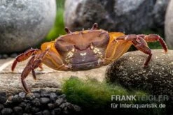 Melonenkrabbe, Thaksinthelphusa Yongchindaratae 13 Melonenkrabbe, Thaksinthelphusa Yongchindaratae -EHEIM || sera || AQUATLANTIS Verkaufsgeschäft Melonenkrabbe Thaksinthelphusa yongchindaratae 7