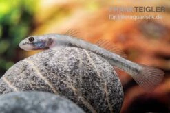 Mindanaoensis-Grundel, Lentipes Mindanaoensis, 1 Paar 5 Mindanaoensis-Grundel, Lentipes Mindanaoensis, 1 Paar -EHEIM || sera || AQUATLANTIS Verkaufsgeschäft Mindanaoensis Grundel Lentipes mindanaoensis female 1