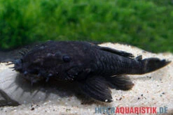 Monster-Antennenwels, L34, Ancistrus Ranunculus