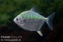 Mühlsteinsalmler, Myleus Setiger -EHEIM || sera || AQUATLANTIS Verkaufsgeschäft Muehlsteinsalmler Myleus setiger 4