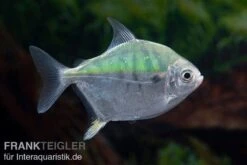 Mühlsteinsalmler, Myleus Setiger -EHEIM || sera || AQUATLANTIS Verkaufsgeschäft Muehlsteinsalmler Myleus setiger 5